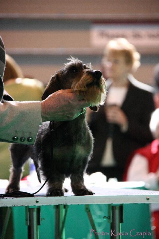 Crufts2011_2 902.jpg